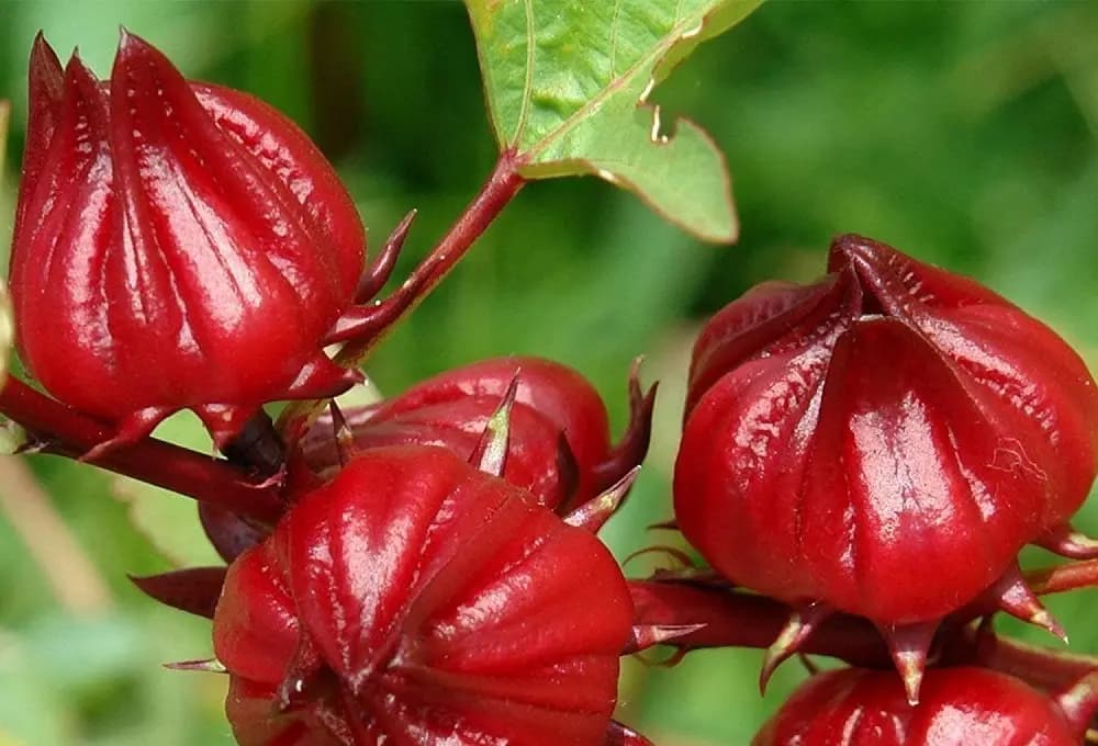 Hibiscus Flower