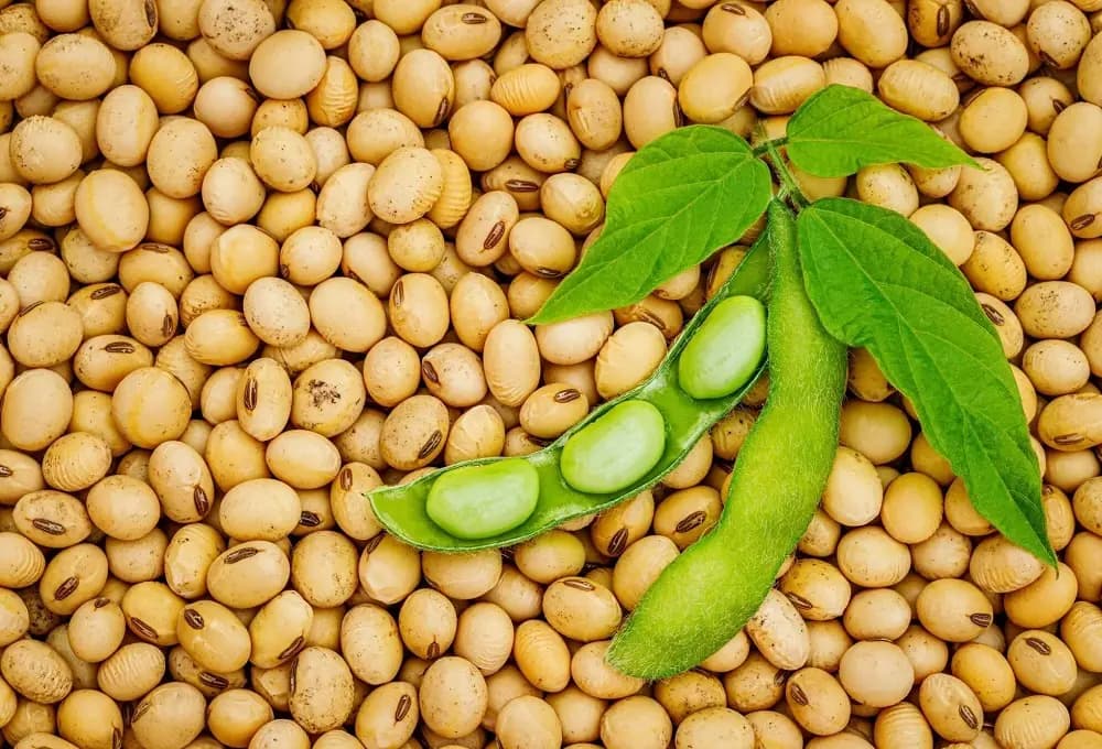 Soy Beans