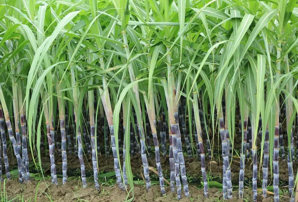 Sugarcane