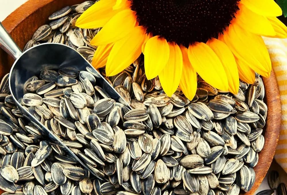 Sunflower Seeds